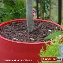 Pouzzolane Lave 8_16 mm 7.webp