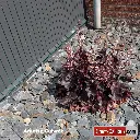 Ardoise Cuivrée Direct-Cailloux.com 2.webp